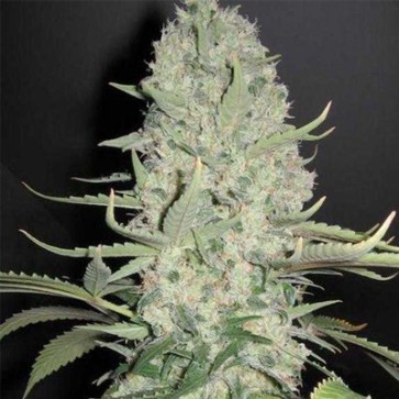 Семена конопли White Widow Feminised